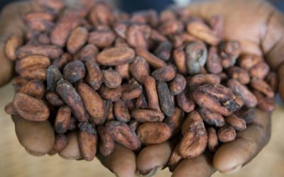 Cocoa prices to remain ‘bullish’ as new decade gets underway