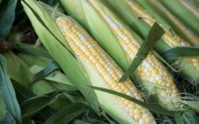 May Starts with Corn, Soybean Markets Closing Lower