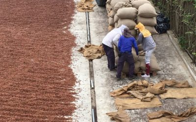 Ecuador’s Niche Cacao Business Looks to Expand