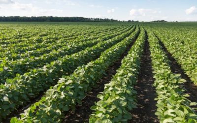 Soybean farmers face growing concern with Chinese market