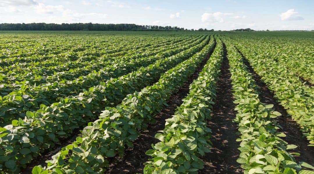 Soybean farmers face concern Chinese market