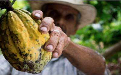 Cocoa’s Correction Ends With A Higher Low – Higher Prices On The Horizon