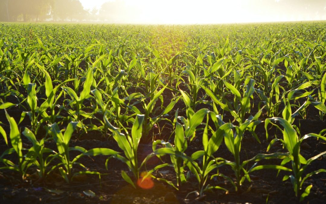 Crops on Target Above Average Yield