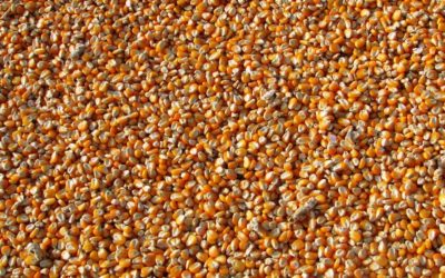 Corn Export Boom to China Likely to Soften By Fall 2021