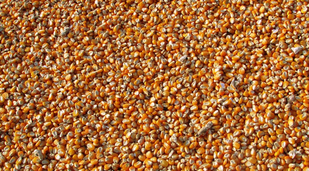 China Corn Export Boom to Soften by Fall 2021